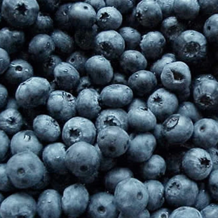 best way to store fresh blueberries best way to store fresh blueberries