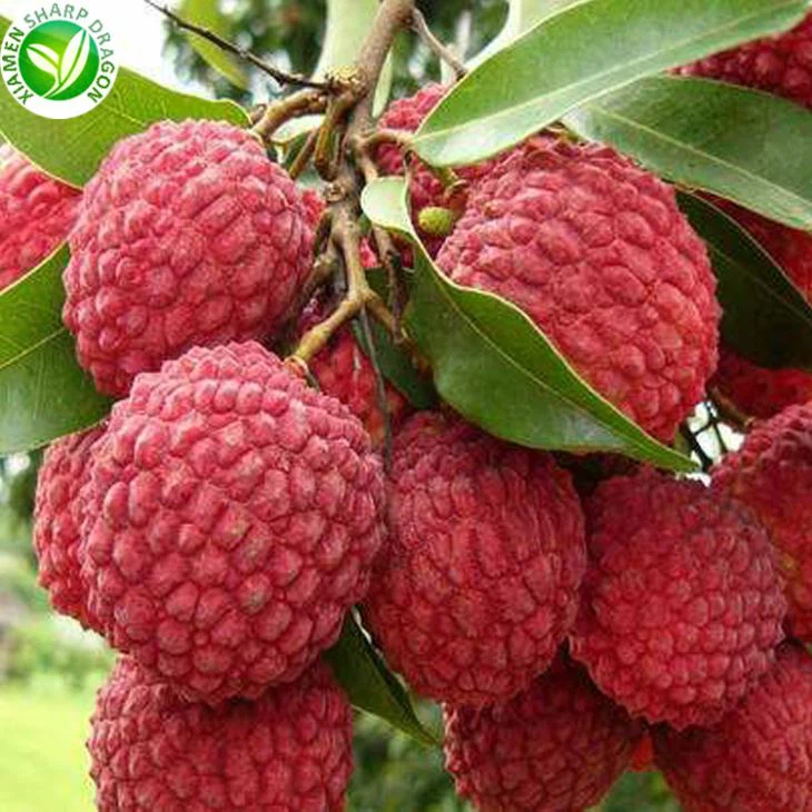 Lychee puuvilja hulgihind