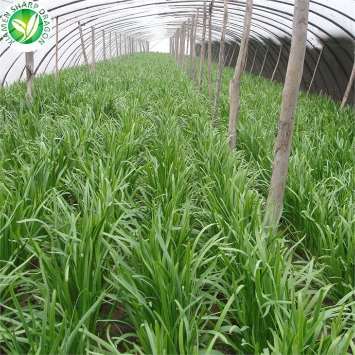 Chinese Chives For Sale