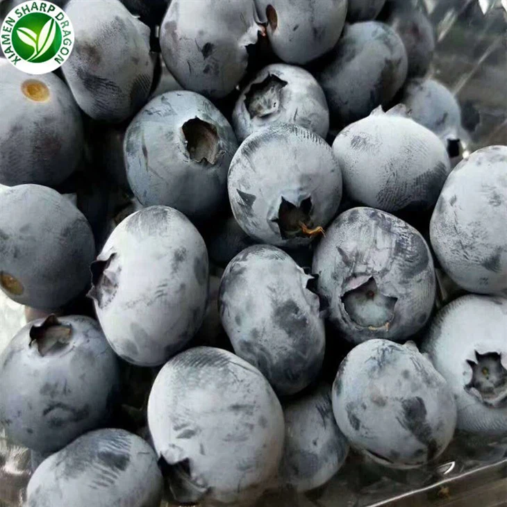 iqf blueberry suppliers